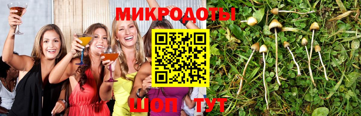 Псилоцибиновые грибы Psilocybe Солнечногорск